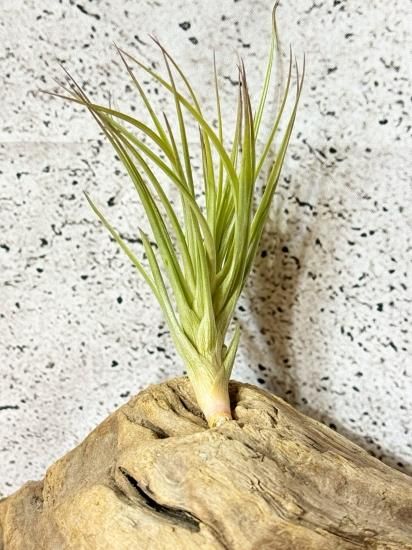 現品】チランジア・テヌイフォリア・レインフォレストフローラ T