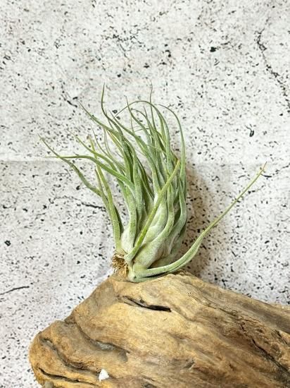 ティー／タイ （エーレルシアナ×ブルボーサ）15号 | air-plants