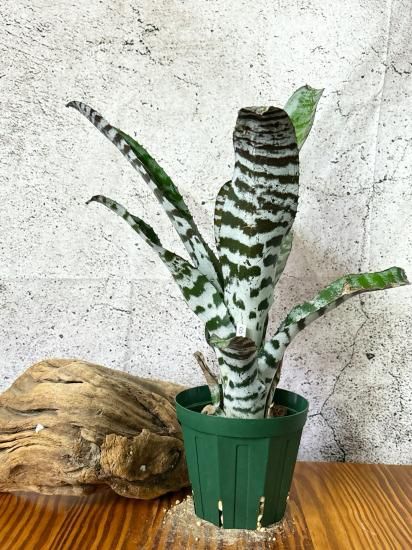 現品】エクメア・ブラックアイス Aechmea Black Ice【B