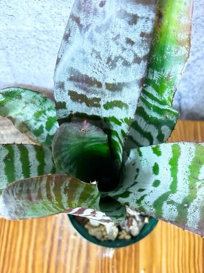 現品】エクメア・ブラックアイス Aechmea Black Ice【C 現品】エクメア・ブラックアイス Aechmea Black Ice【C