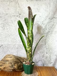 る*た様 Billbergia 3株セット る*た様 Billbergia 3株セット