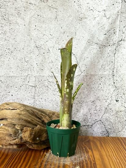 現品】ビルベルギア・ドミンゴスマルティンスF2 Billbergia 現品】ビルベルギア・ドミンゴスマルティンスF2 Billbergia