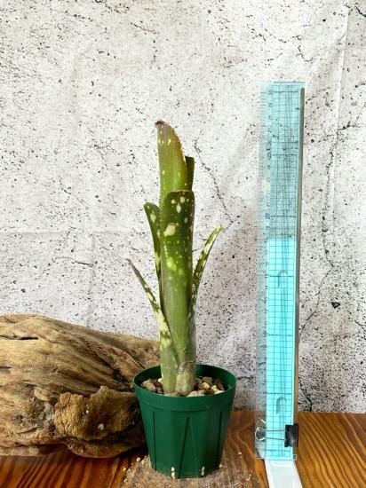 現品】ビルベルギア・ドミンゴスマルティンスF2 Billbergia Domingos