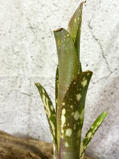 現品】ビルベルギア・ドミンゴスマルティンスF2 Billbergia 現品】ビルベルギア・ドミンゴスマルティンスF2 Billbergia