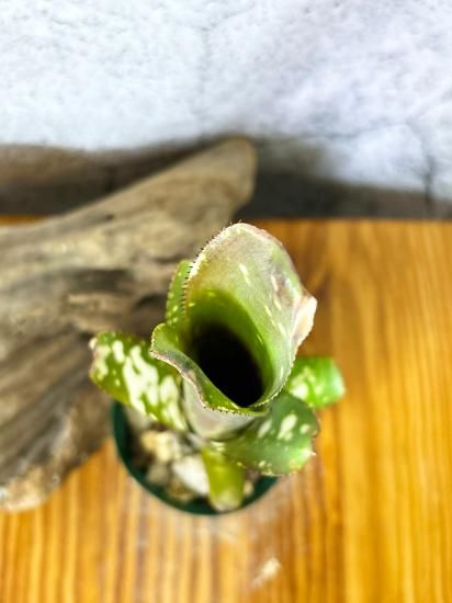 現品】ビルベルギア・ドミンゴスマルティンスF2 Billbergia