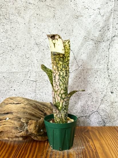 最終決算 現品】ビルベルギア・ハナホウ Billbergia Hou（Bill Hana ブロメリア・エアープランツ