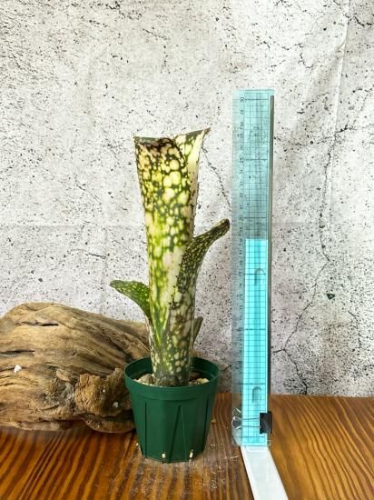 現品】ビルベルギア・ハナホウ Billbergia Hana Hou（Bill
