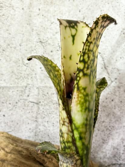 現品】ビルベルギア・ハナホウ Billbergia Hana Hou（Bill