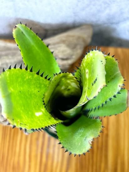 ビルベルギア カハカイ Billbergia Kahakai | Plants Baka