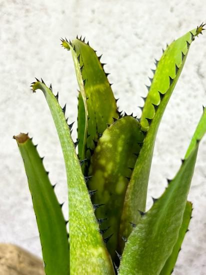 (値下げ中)Billbergia Kahakai fit=scale-down,w=1200