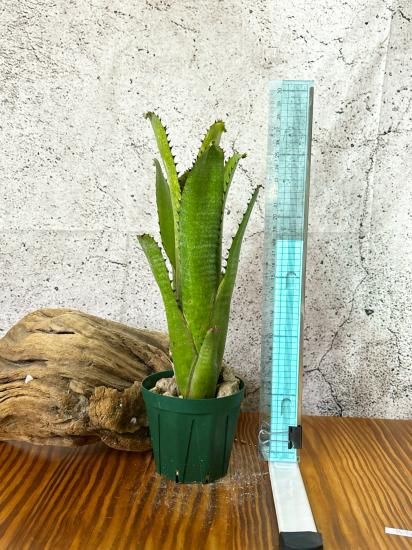 現品】ビルベルギア・カハカイ Billbergia Kahakai (sanderiana