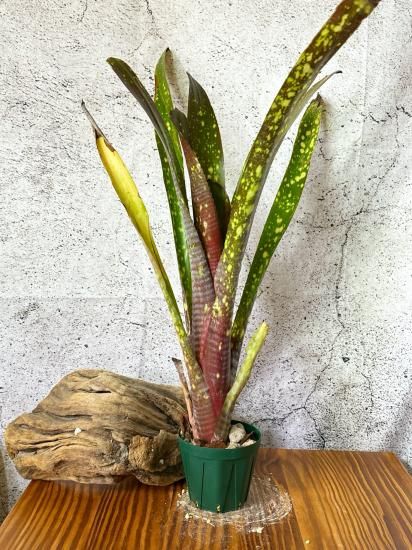 現品】ビルベルギア・コーラン ギフト Billbergia Kolan Gift