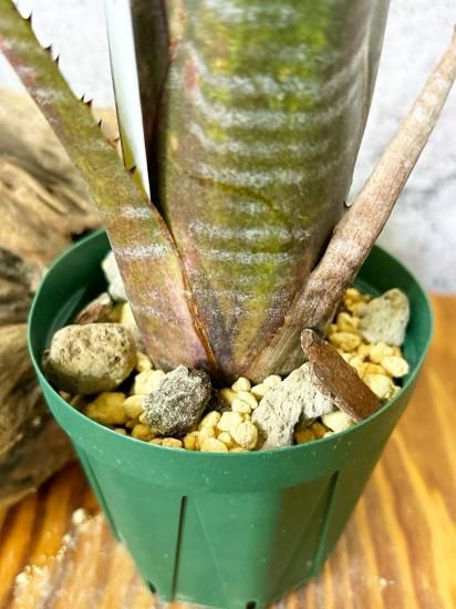 現品】ビルベルギア・コーラン ノックアウト Billbergia Kolan
