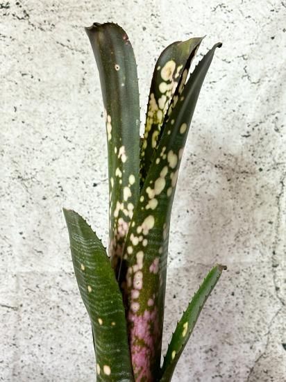 現品】ビルベルギア・コーラン ノックアウト Billbergia Kolan