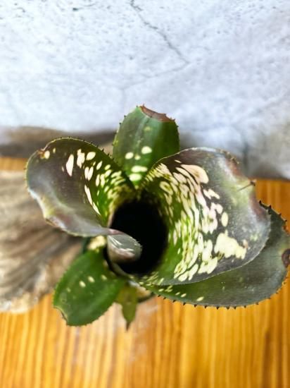 現品】ビルベルギア・コーラン ノックアウト Billbergia Kolan