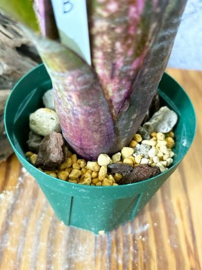 現品】ビルベルギア・コーラン ノックアウト Billbergia Kolan