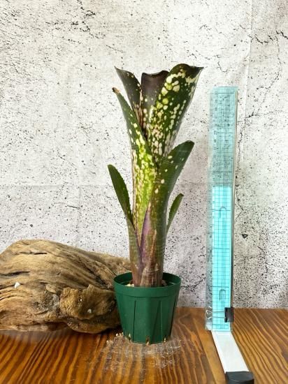 ブロメリア・エアープランツ Billbergia Kolan Knockout 94d1137afe35a1f5f2bbde719f8e87