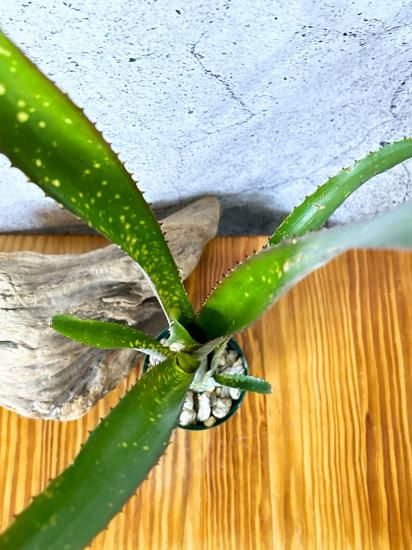 現品】ビルベルギア・コーラン オフスプリング Billbergia Kolan