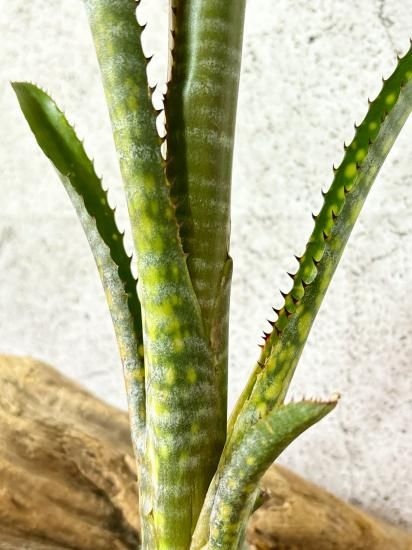 タンクブロメリア　ビルベルギア　『Kolan Offspring』 Yahoo!オークション - ビルベルギア Billbergia Kolan Offspring