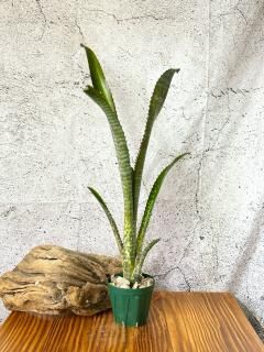 Billbergia ビルベルギア - Frontier Plants ONLINE STORE