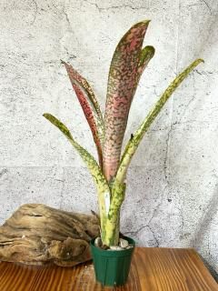Billbergia ビルベルギア - Frontier Plants ONLINE STORE