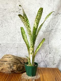 Billbergia Kolan  Flake 子株付き Kolan Series | plane plants