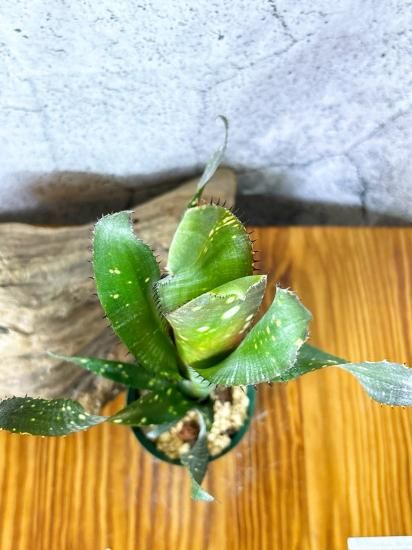 ブロメリア・エアープランツ Billbergia Kolan Spot The Dot Billaergia Kolan Spot The Dot【artPLANTs】ビルベルギア