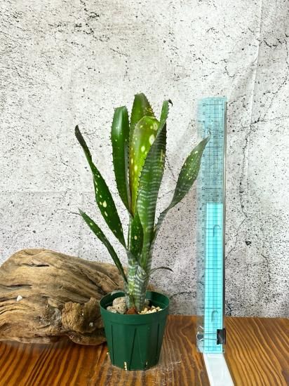 現品】ビルベルギア・コーラン スポットザドット Billbergia Kolan