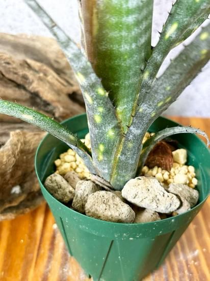Billbergia 'Spot The Dot'〔ビルベルギア〕B0269 Billbergia 'Spot The Dot'〔ビルベルギア〕B0269