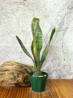 Billbergia ビルベルギア - Frontier Plants ONLINE STORE