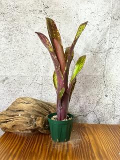 Billbergia ビルベルギア - Frontier Plants ONLINE STORE