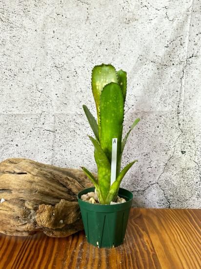 ブロメリア・エアープランツ Billbergia Kolan Shark Bite 現品】ビルベルギア・コーラン シャークバイト Billbergia Kolan