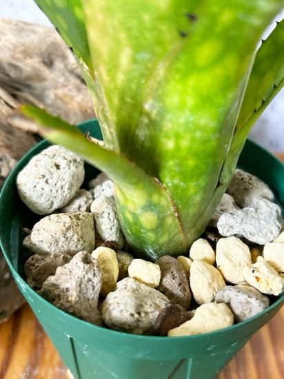 ブロメリア・エアープランツ Billbergia Kolan Shark Bite 現品】ビルベルギア・コーラン シャークバイト Billbergia Kolan