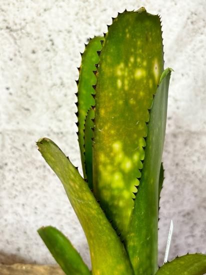 ブロメリア・エアープランツ Billbergia Kolan Shark Bite reserved】Billbergia 'Kolan Shark Bite'〔ビルベルギア〕現品