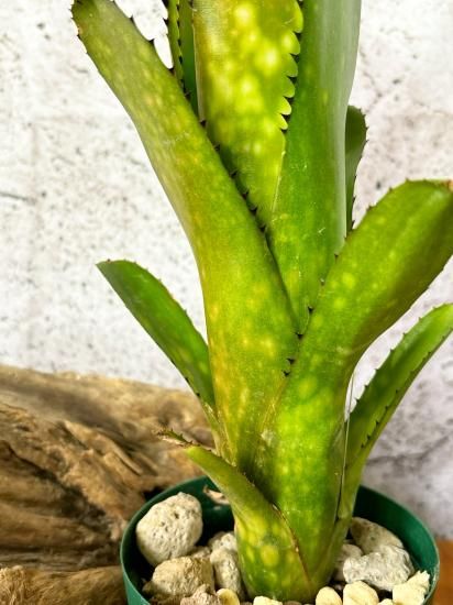 現品】ビルベルギア・コーラン シャークバイト Billbergia Kolan