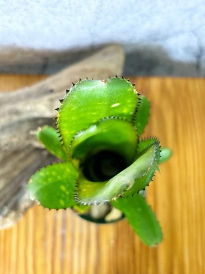 現品】ビルベルギア・コーラン シャークバイト Billbergia Kolan
