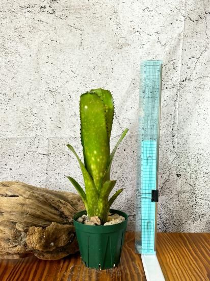 ブロメリア・エアープランツ Billbergia Kolan Shark Bite 現品】ビルベルギア・コーラン シャークバイト Billbergia Kolan