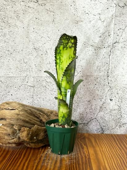 現品】ビルベルギア・ミッドナイトサン Billbergia Midnight Sun 現品】ビルベルギア・ミッドナイトサン Billbergia Midnight Sun