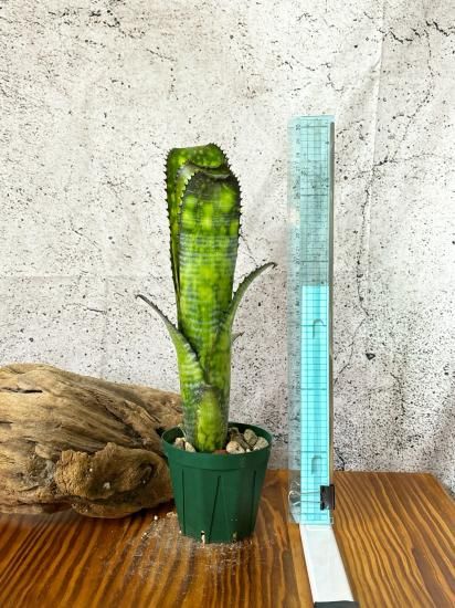 現品】ビルベルギア・ミッドナイトサン Billbergia Midnight Sun 現品】ビルベルギア・ミッドナイトサン Billbergia Midnight Sun
