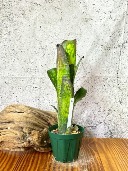 Billbergia 'Midnight Sun'（ビルベルギア ミッドナイトサン）の
