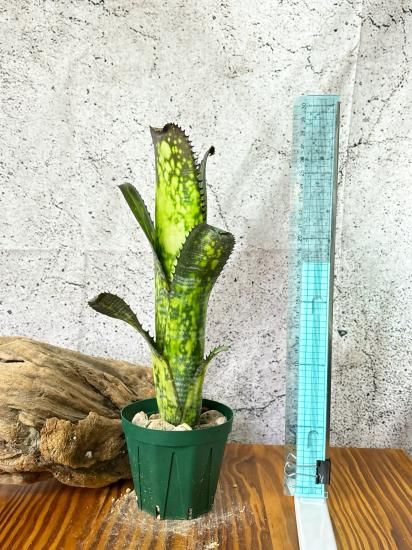 現品】ビルベルギア・ミッドナイトサン Billbergia Midnight Sun