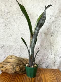 Billbergia ビルベルギア - Frontier Plants ONLINE STORE Billbergia ビルベルギア - Frontier Plants ONLINE STORE