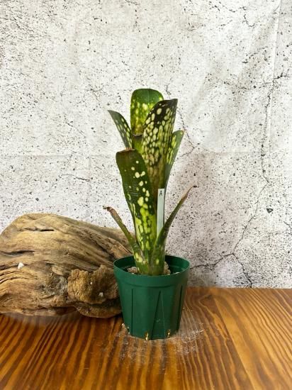 少し豊富な贈り物 現品】ビルベルギア・タルボットフルーツケーキ Billbergia ブロメリア・エアープランツ