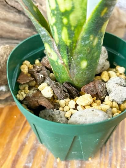 現品】ビルベルギア・タルボット ババラビューティー Billbergia