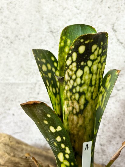 現品】ビルベルギア・タルボットフルーツケーキ Billbergia Talbot Fruitcake【A】 - Frontier Plants  ONLINE STORE フロンティアプランツ オンラインストア