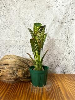 Billbergia ビルベルギア - Frontier Plants ONLINE STORE