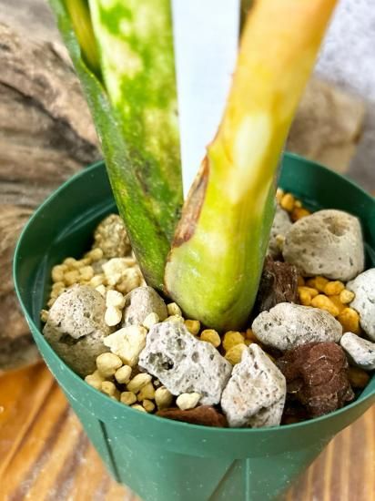 ATSUSHI TAKEOKA 竹岡篤史 | . . Billbergia Talbot Fruit Cake