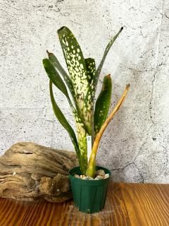 Billbergia ビルベルギア - Frontier Plants ONLINE STORE
