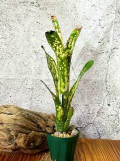 Billbergia ビルベルギア - Frontier Plants ONLINE STORE Billbergia ビルベルギア - Frontier Plants ONLINE STORE