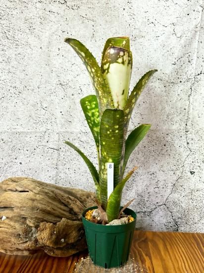 男性に人気！ 現品】ビルベルギア・タルボットケリー Billbergia Kelly Talbot ブロメリア・エアープランツ